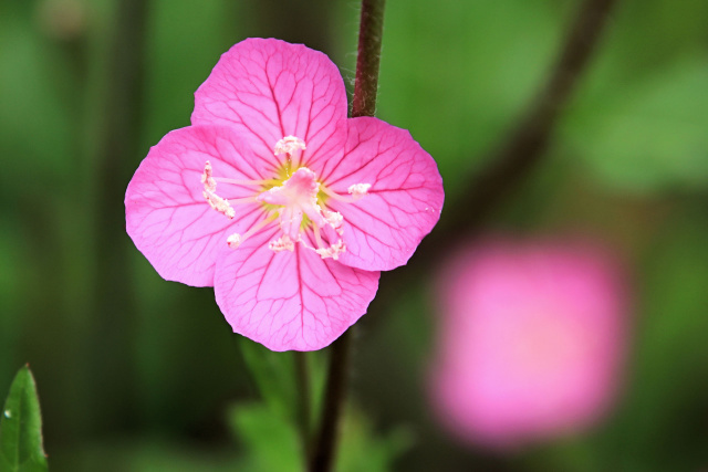 アカバユウゲショウ