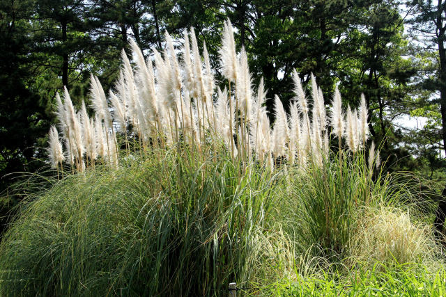 長居植物園・パンパスグラス