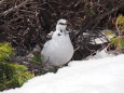 立山の白雷鳥2