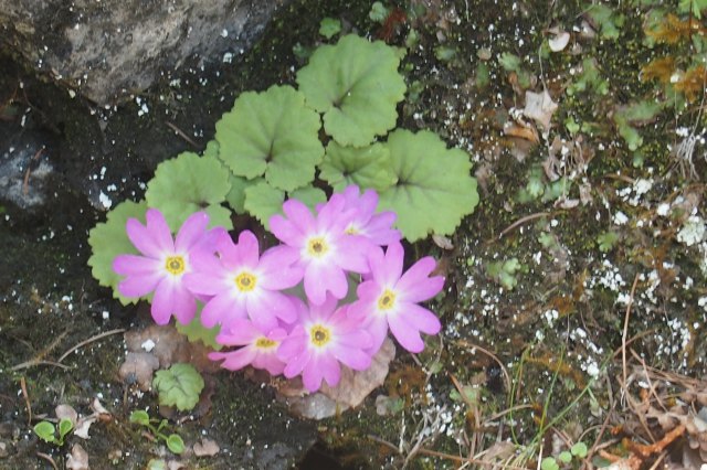 信濃小桜