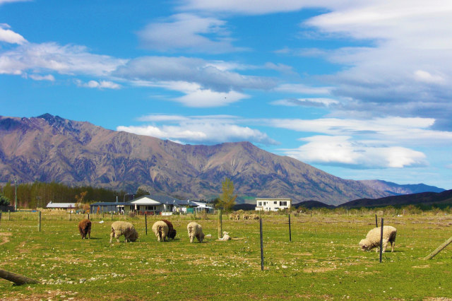 初夏の羊牧場
