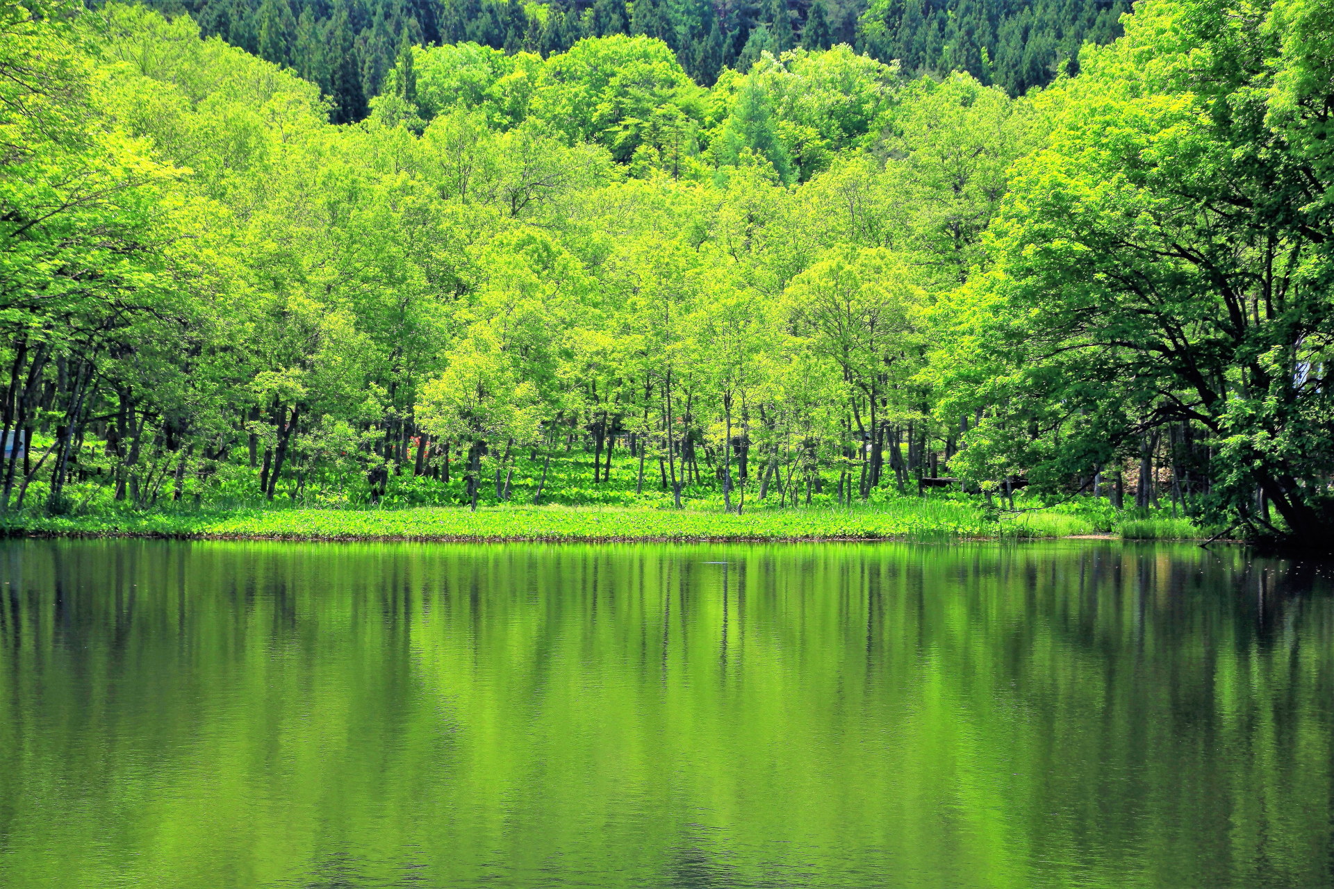 日本の風景 水辺の新緑 壁紙19x1280 壁紙館