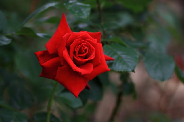 一輪の赤い薔薇