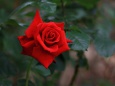 一輪の赤い薔薇