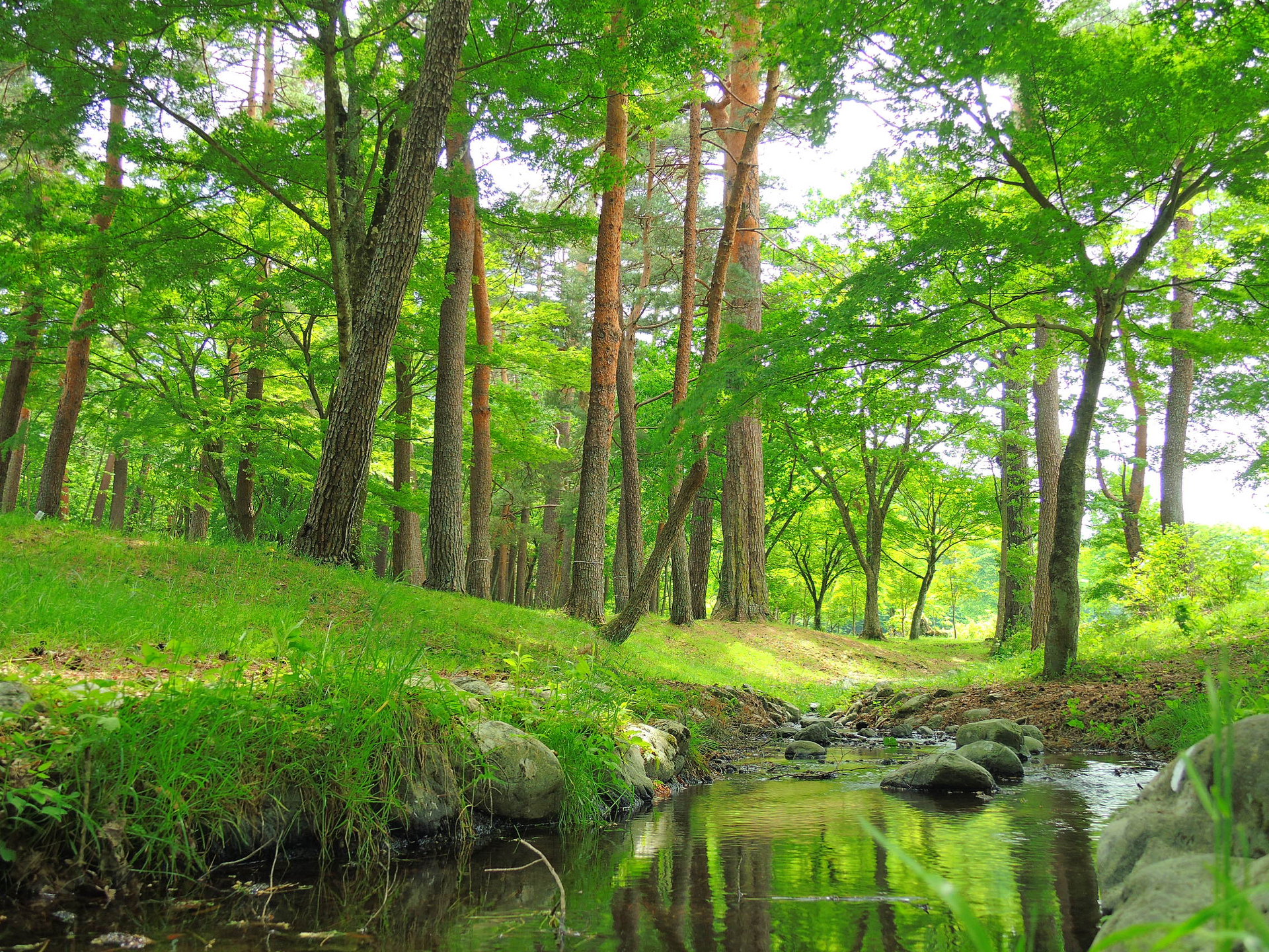 日本の風景 新緑の小川 壁紙19x1440 壁紙館