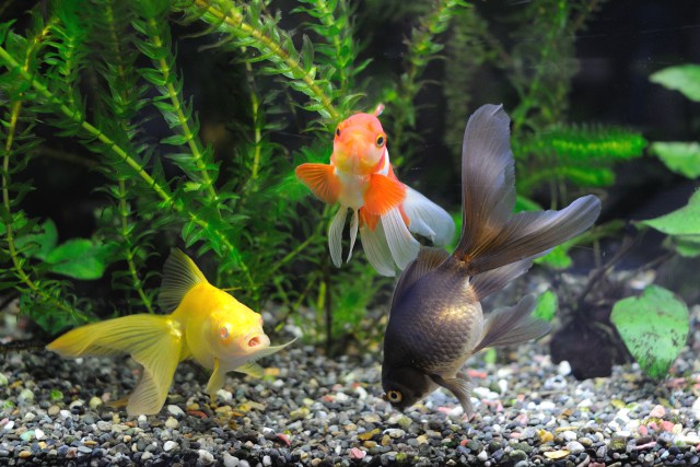 3色3匹の金魚