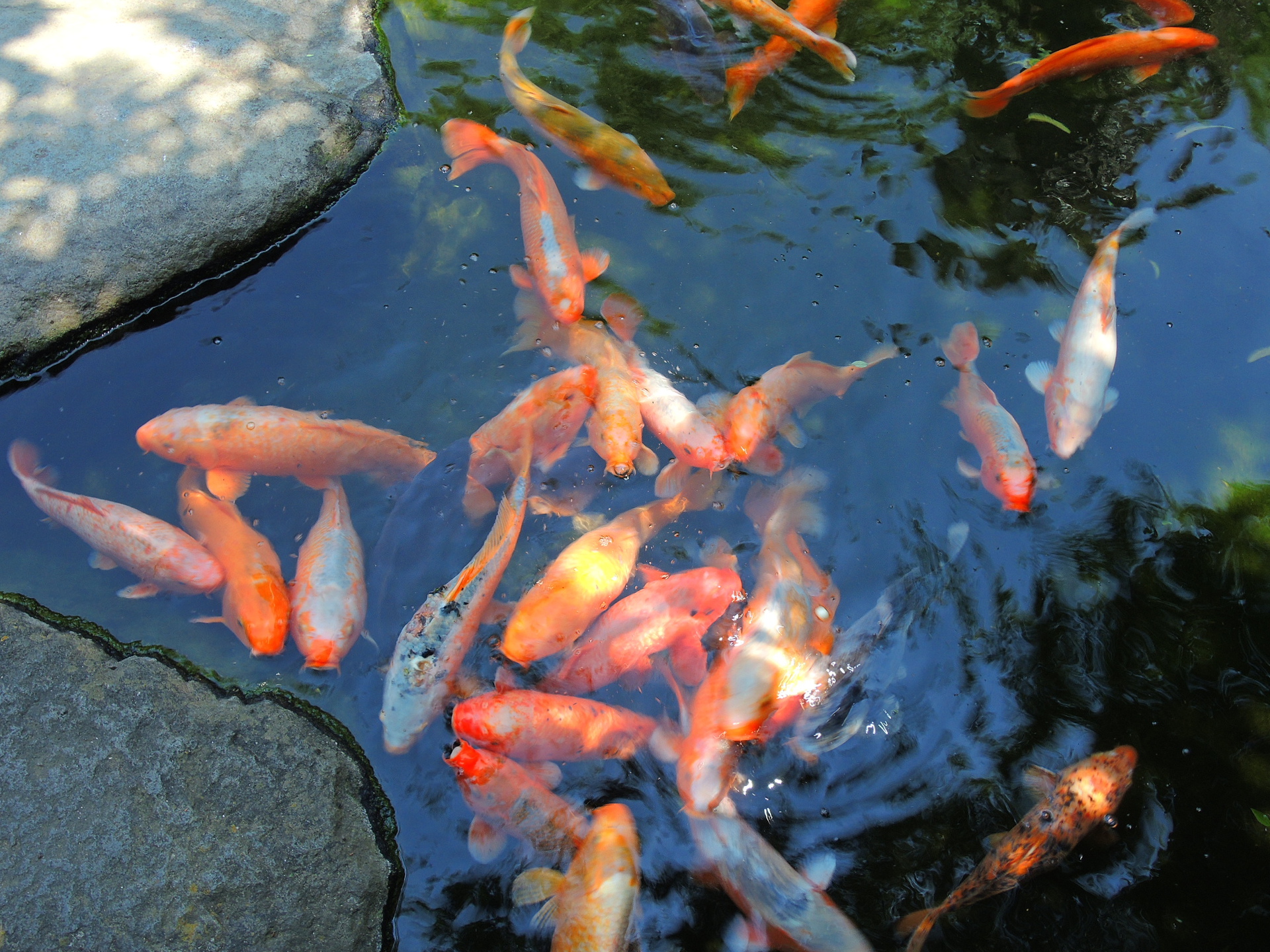 魚 水生生物 池の鯉 壁紙19x1440 壁紙館