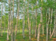 新緑の白樺林 3