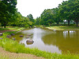 新緑の昭和記念公園