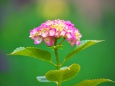 RndList[3]