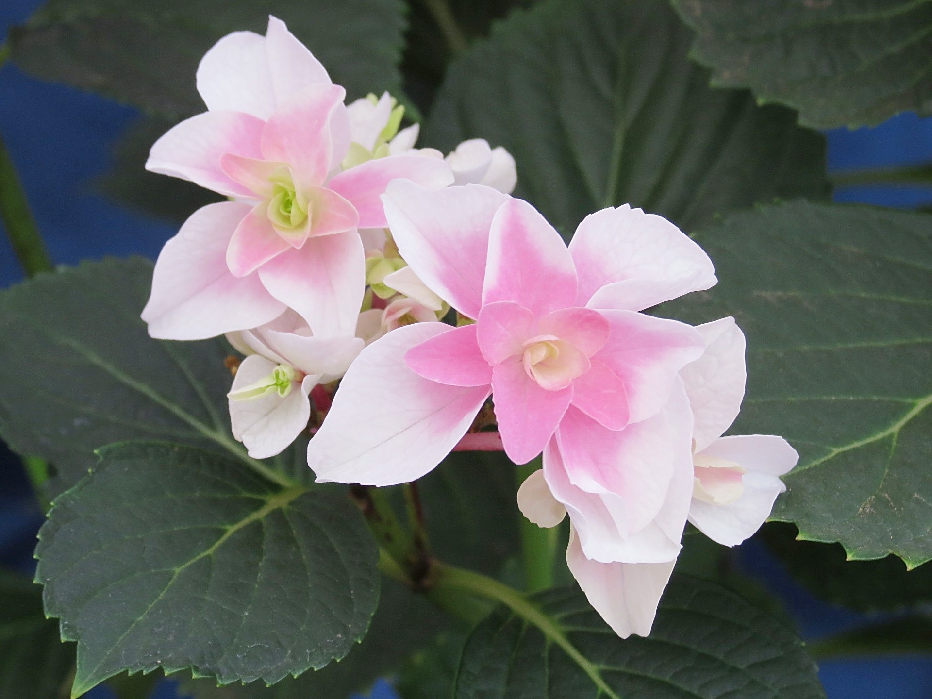 花 植物 紫陽花 ピーターパン 壁紙19x1440 壁紙館