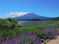 初夏の河口湖畔