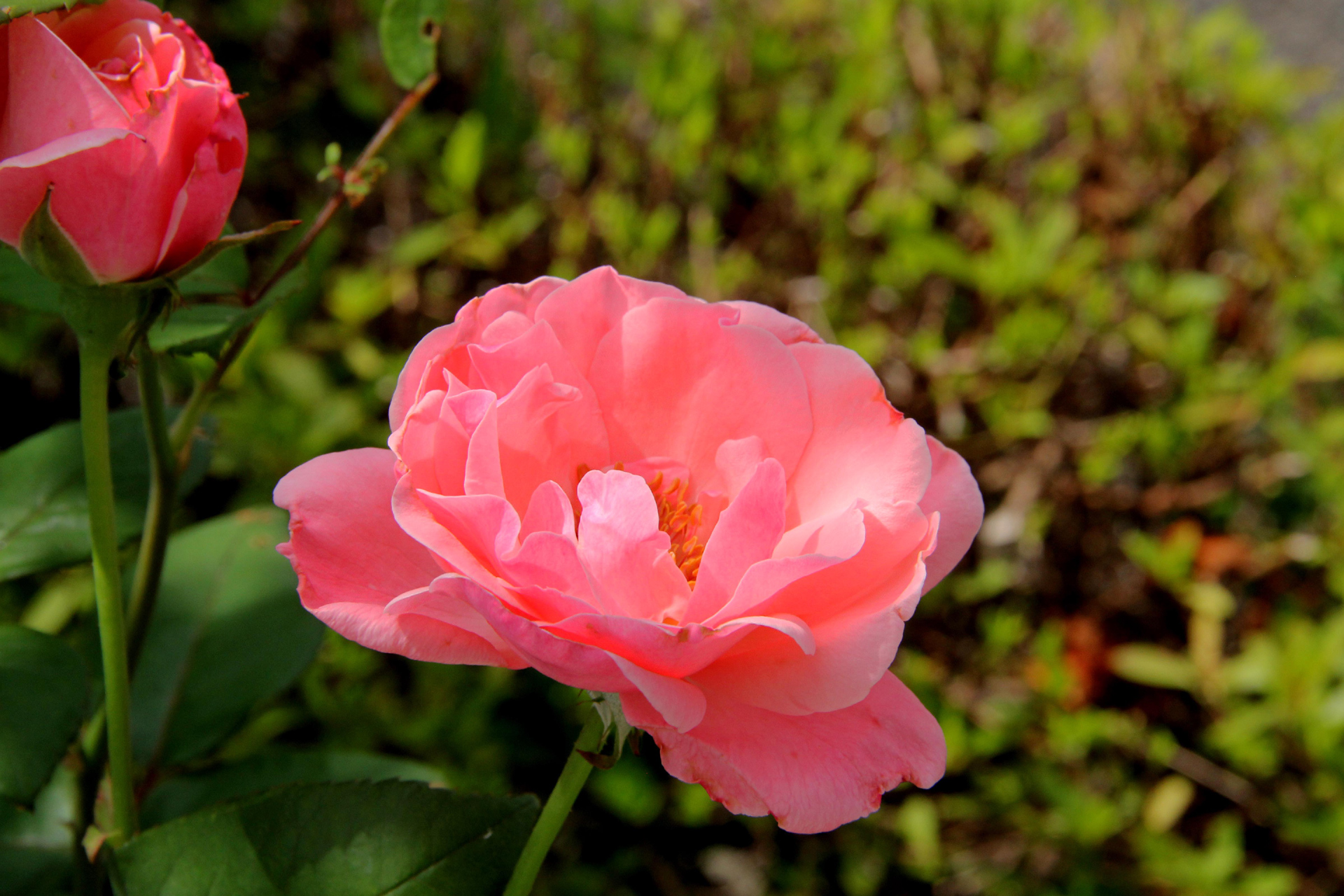 花 植物 サーモンピンクの薔薇 壁紙19x1280 壁紙館