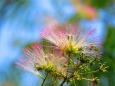 ネムの花開く季節へ