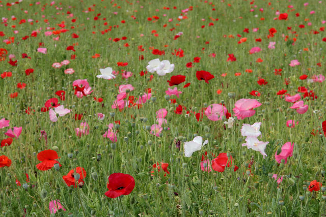 乱舞する・ポピー