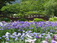 花菖蒲園の風景