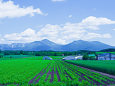 富良野・初夏の風景