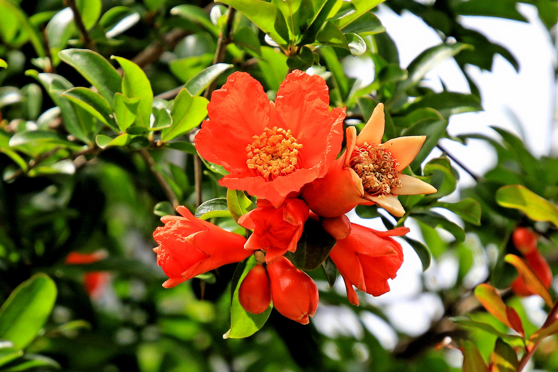 花 植物 雌花 雄花のザクロ 壁紙19x1280 壁紙館