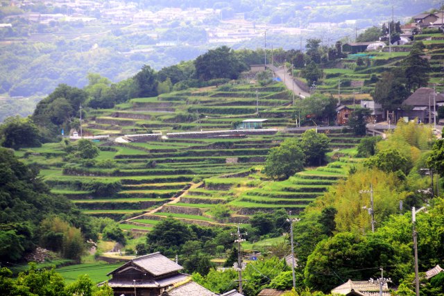 小豆島安田地区の棚田