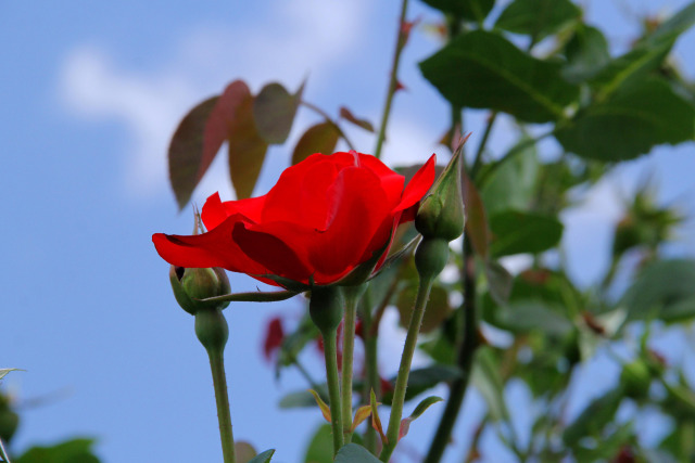 バラ・アルティッシモ