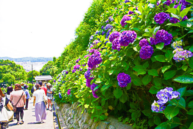 成就院・参道の紫陽花