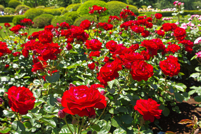 バラ・リリー マルリーン