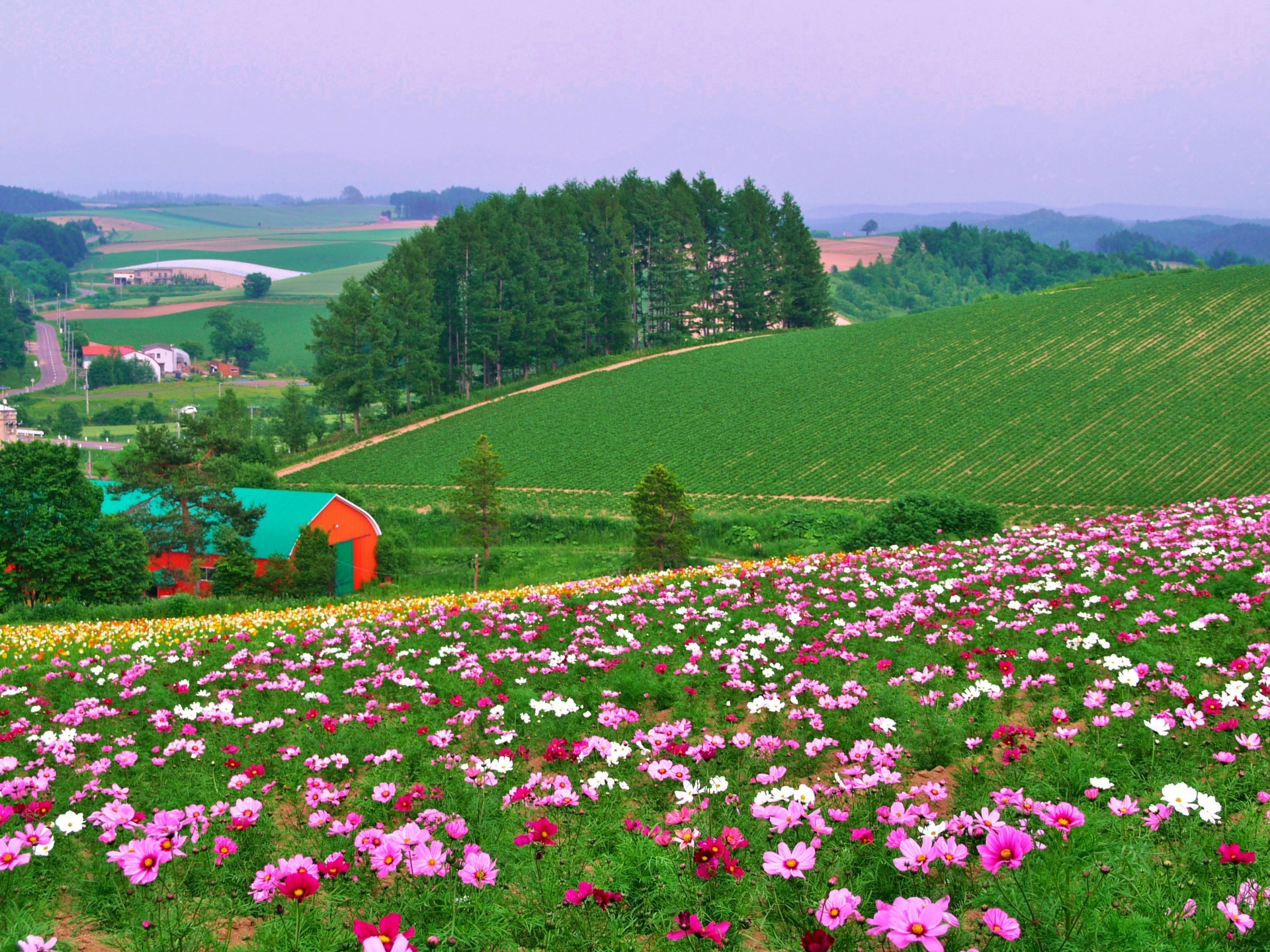 日本の風景 初夏の美瑛 壁紙19x1440 壁紙館