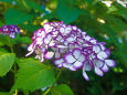 明月院の紫陽花