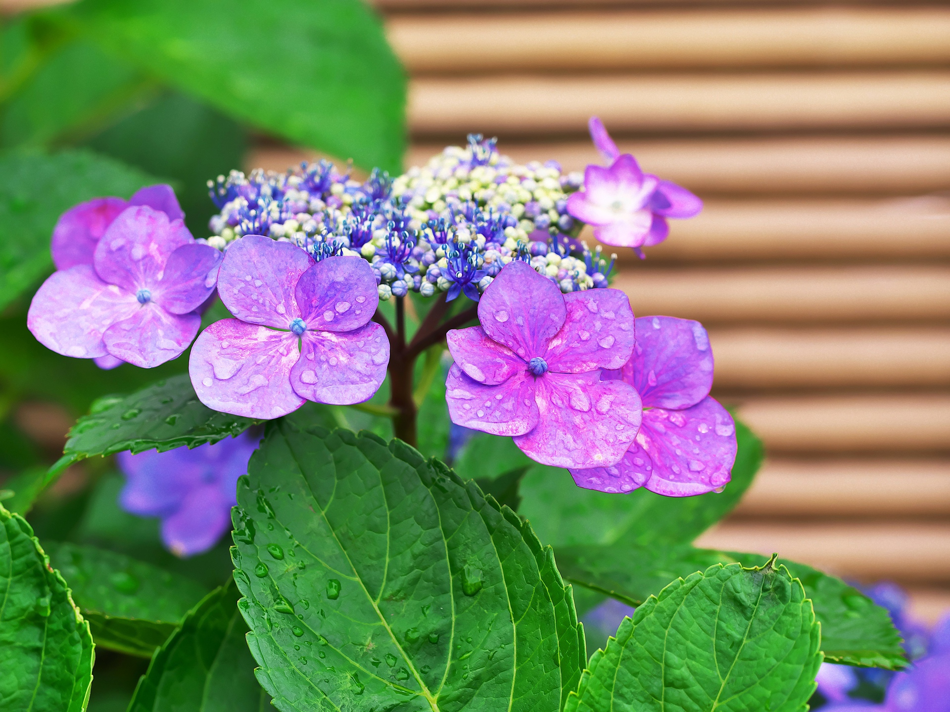 花 植物 雨に濡れたあじさい 壁紙19x1440 壁紙館