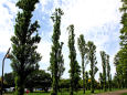 巨樹のポプラ並木
