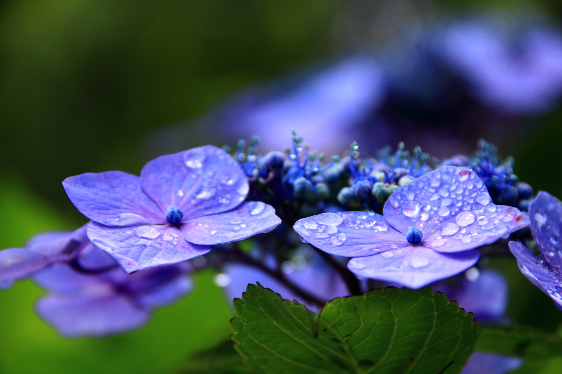 花 植物 雨の紫陽花 壁紙19x1280 壁紙館