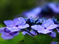 雨の紫陽花