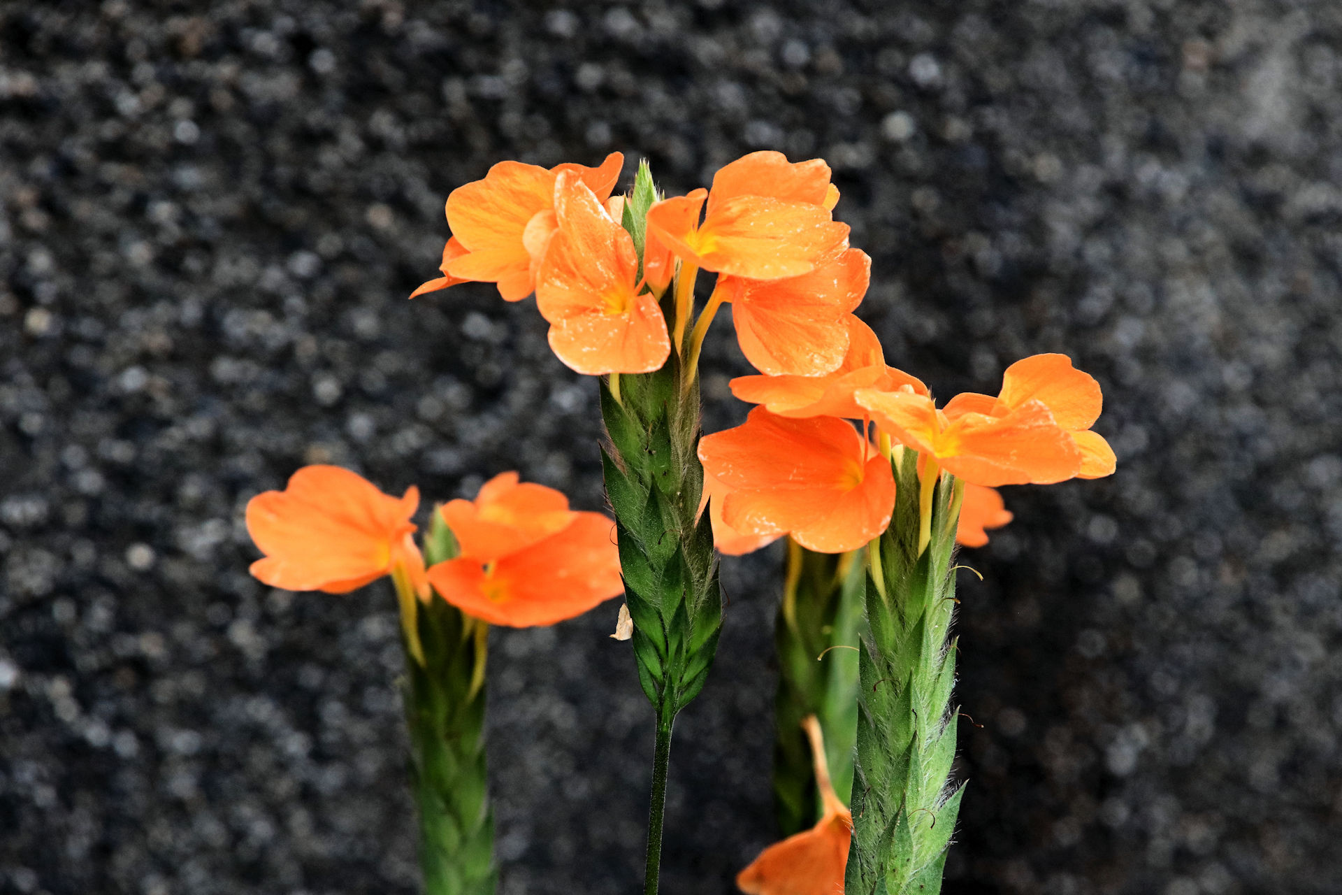 花 植物 クロサンドラ 壁紙19x1280 壁紙館