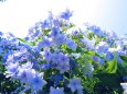 紫陽花・梅雨空のスミダノハナビ