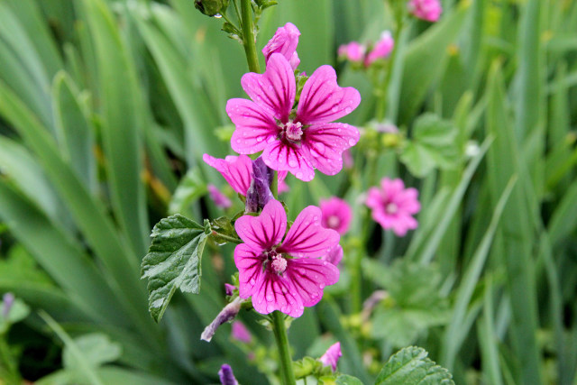 梅雨に咲く・ウスベニアオイ