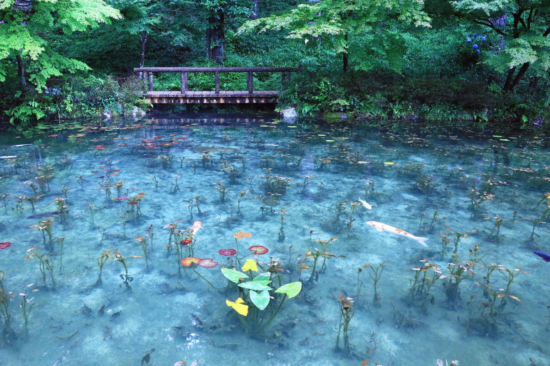 日本の風景 モネの池 壁紙19x1280 壁紙館