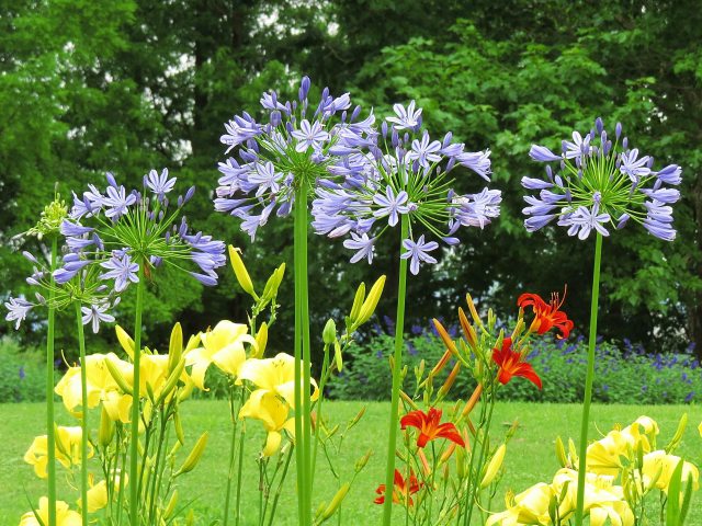 見頃のアガパンサス