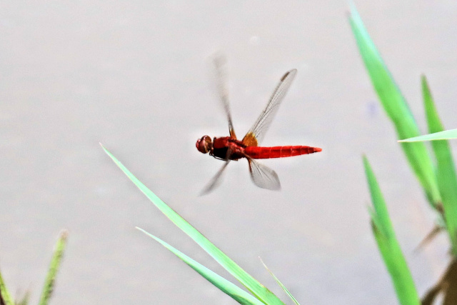 赤トンボ2