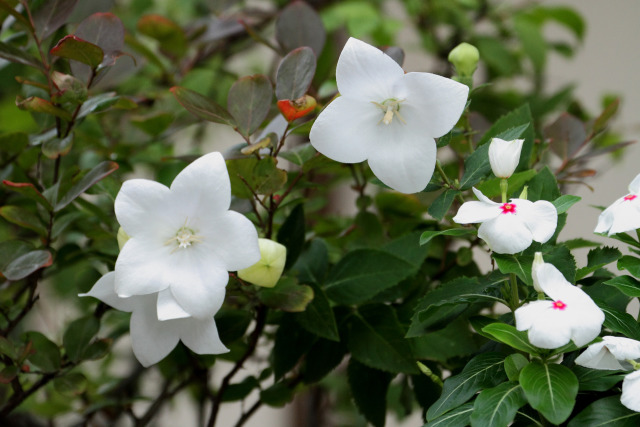 散歩道の花 1606-29-1