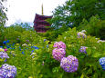 本土寺の紫陽花