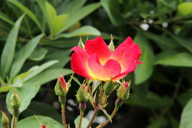 梅雨に咲く・薔薇