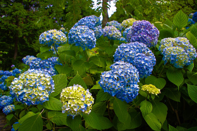 明月院の紫陽花