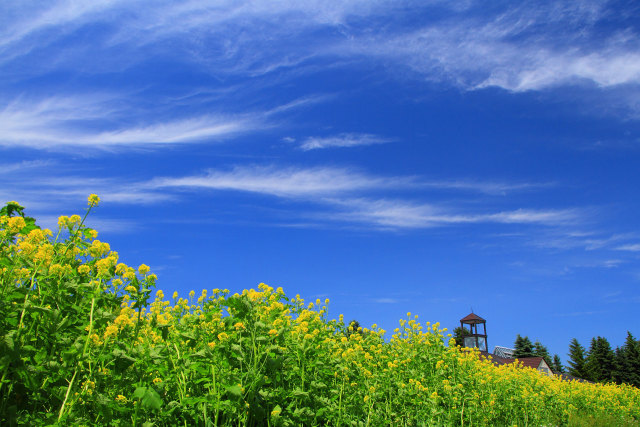 遅咲きの菜の花と初夏の雲 2