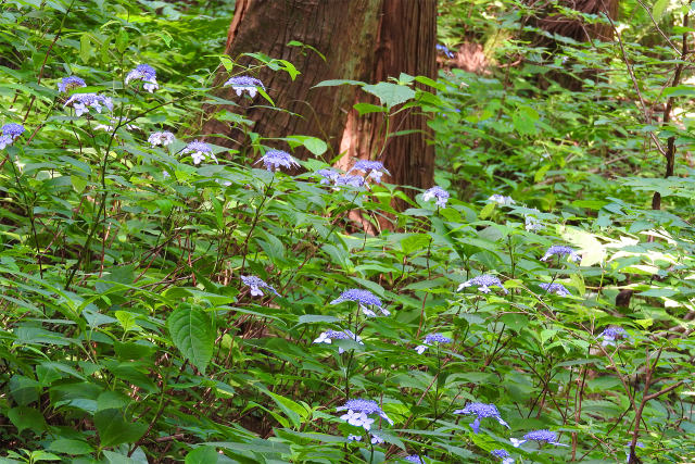 森に咲く野生のアジサイ