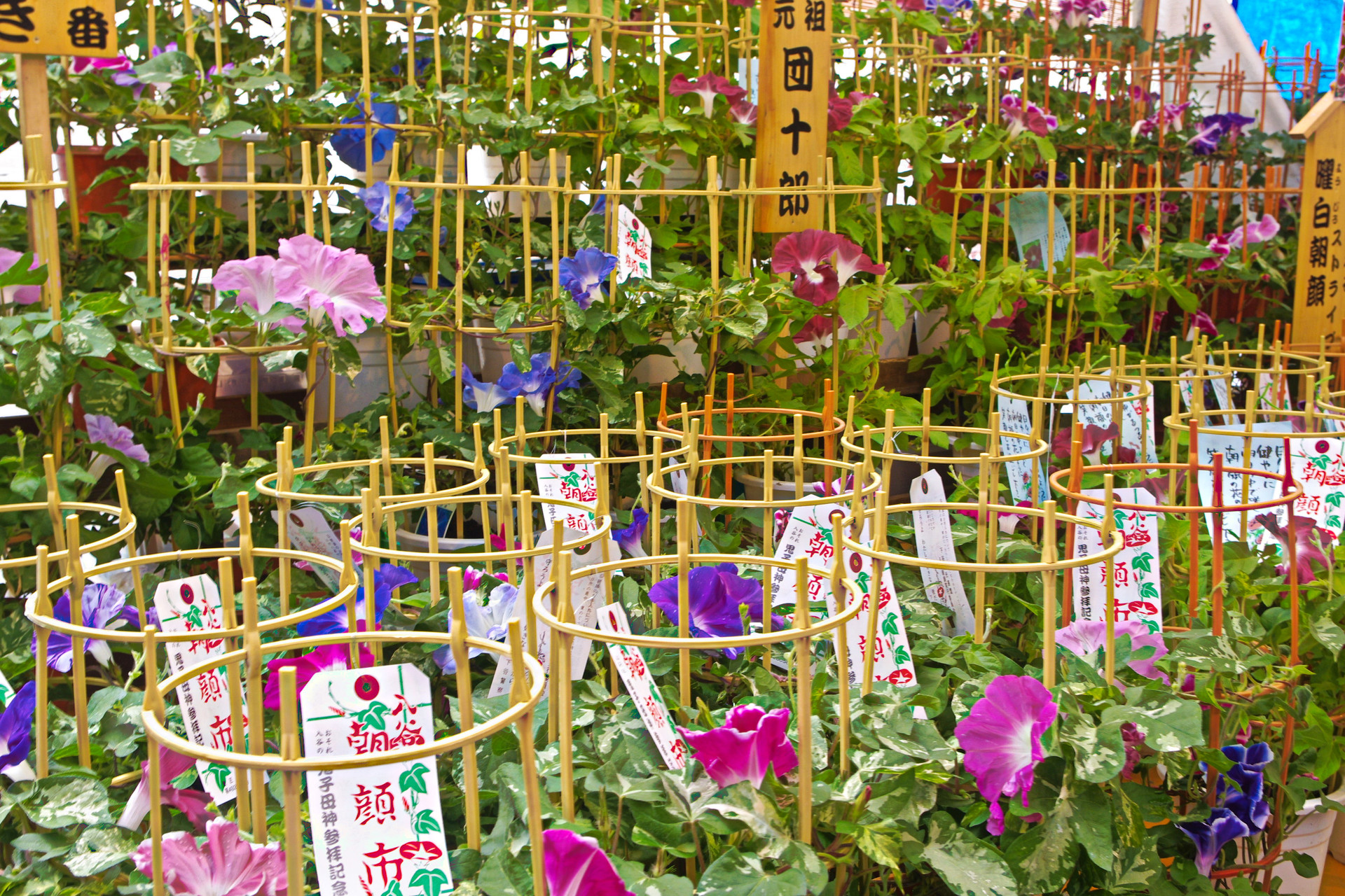 日本の風景 下町の夏の風物詩 入谷朝顔市 壁紙19x1280 壁紙館