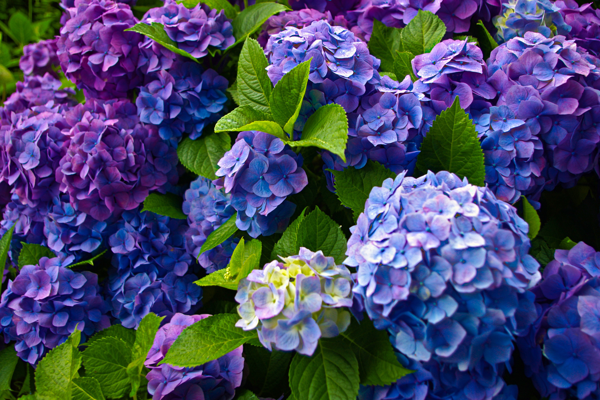 花 植物 鎌倉 成就院の紫陽花 壁紙19x1280 壁紙館 花 植物 鎌倉 成就院の紫陽花 壁紙19x1280 壁紙館