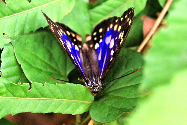 国蝶 オオムラサキ