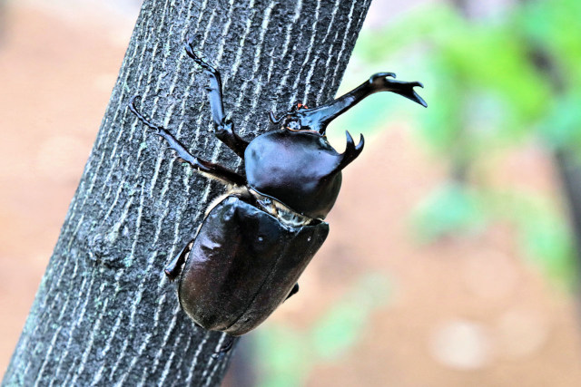 カブトムシ