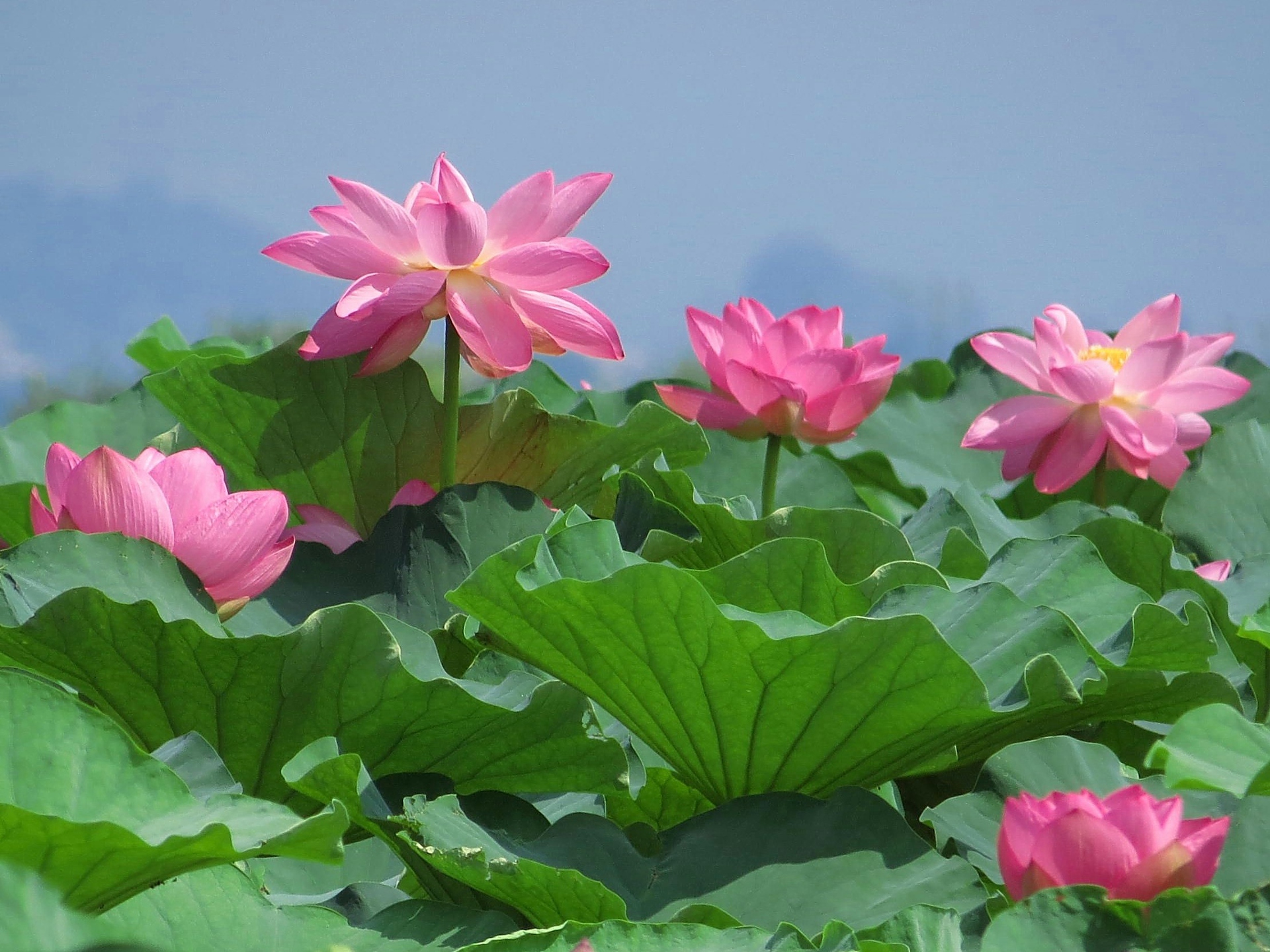 花 植物 琵琶湖のハスの花 壁紙19x1440 壁紙館