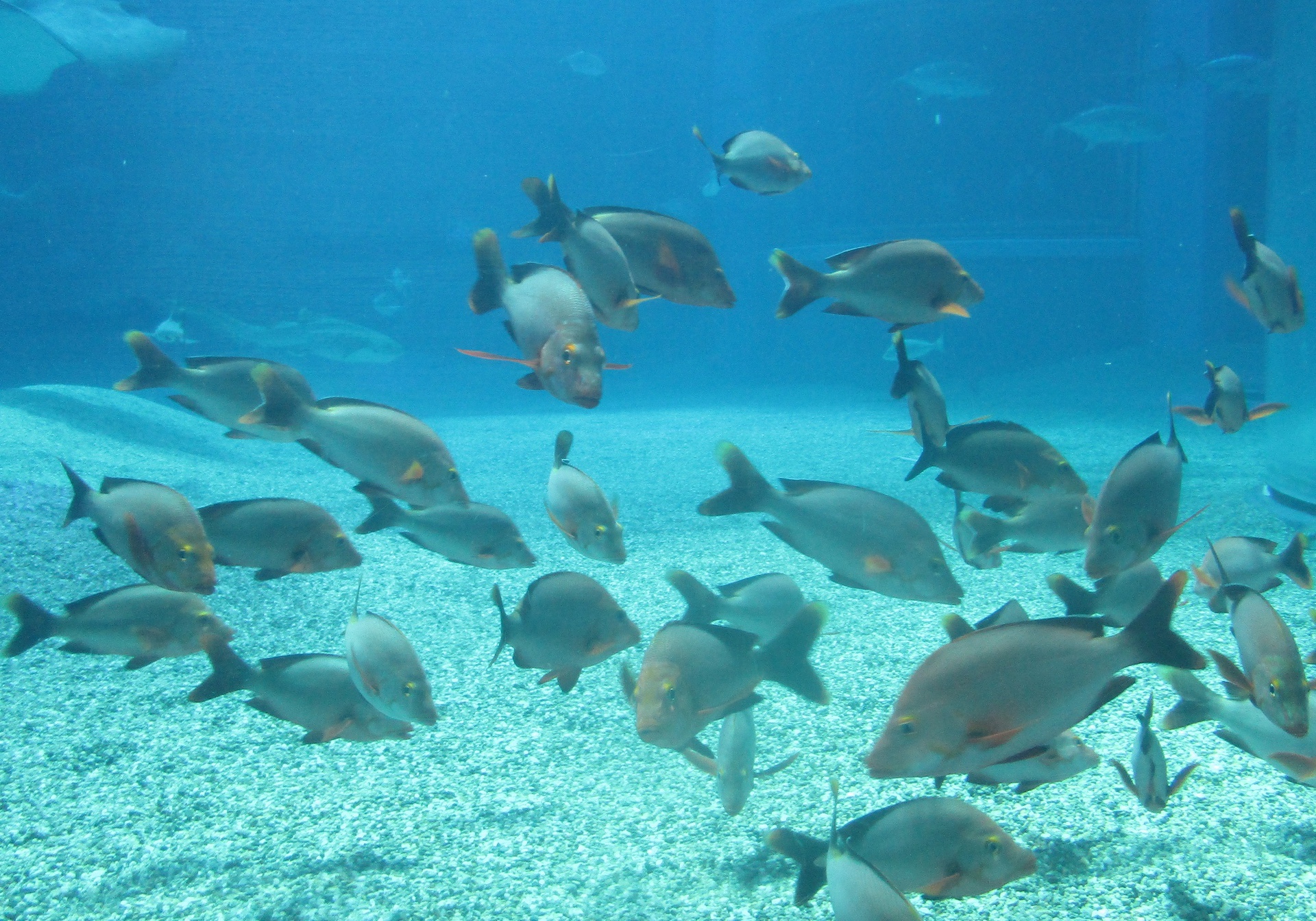 魚 水生生物 水槽の魚群 壁紙19x1344 壁紙館